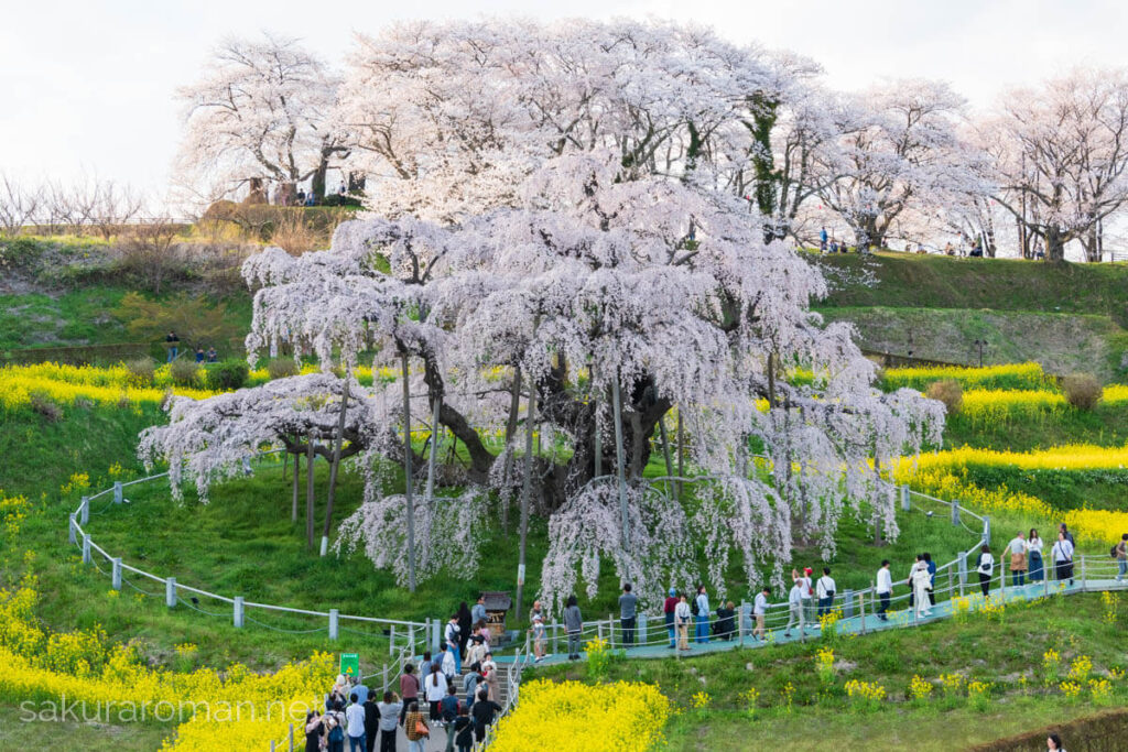 丘の窪地に立つ三春滝桜。無数の枝が滝のように垂れ、木製支柱と円形の柵、菜の花の黄色い斜面、遊歩道を進む人々、背後の桜並木まで写る春景