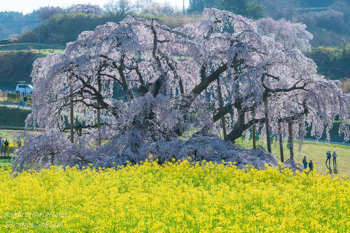 福島県三春町の滝桜。菜の花畑越しに高い位置から見下ろした姿で、春の色彩が鮮やかに広がる日本三大桜。