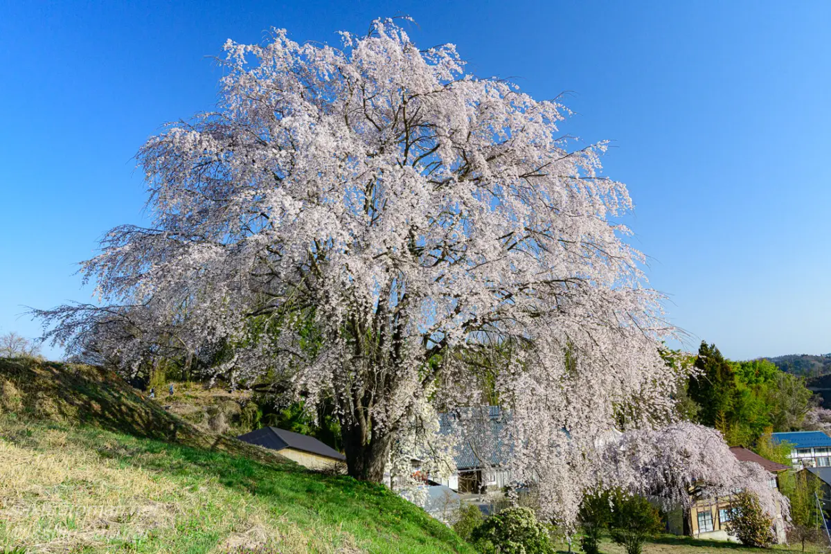 三春滝桜の近くに咲く名もなき一本桜、青空に映える。