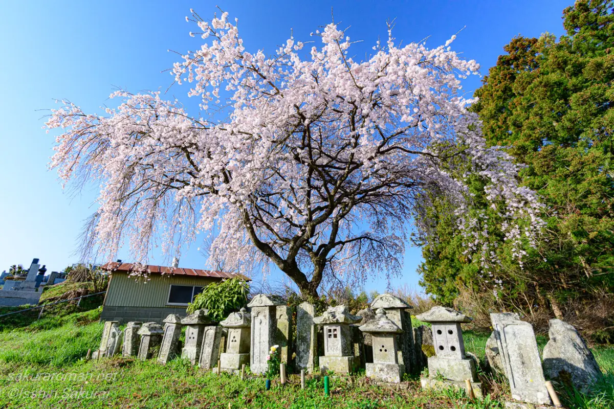 三春滝桜の近くに咲く枝垂れ桜とお墓、歴史を感じさせる風景。