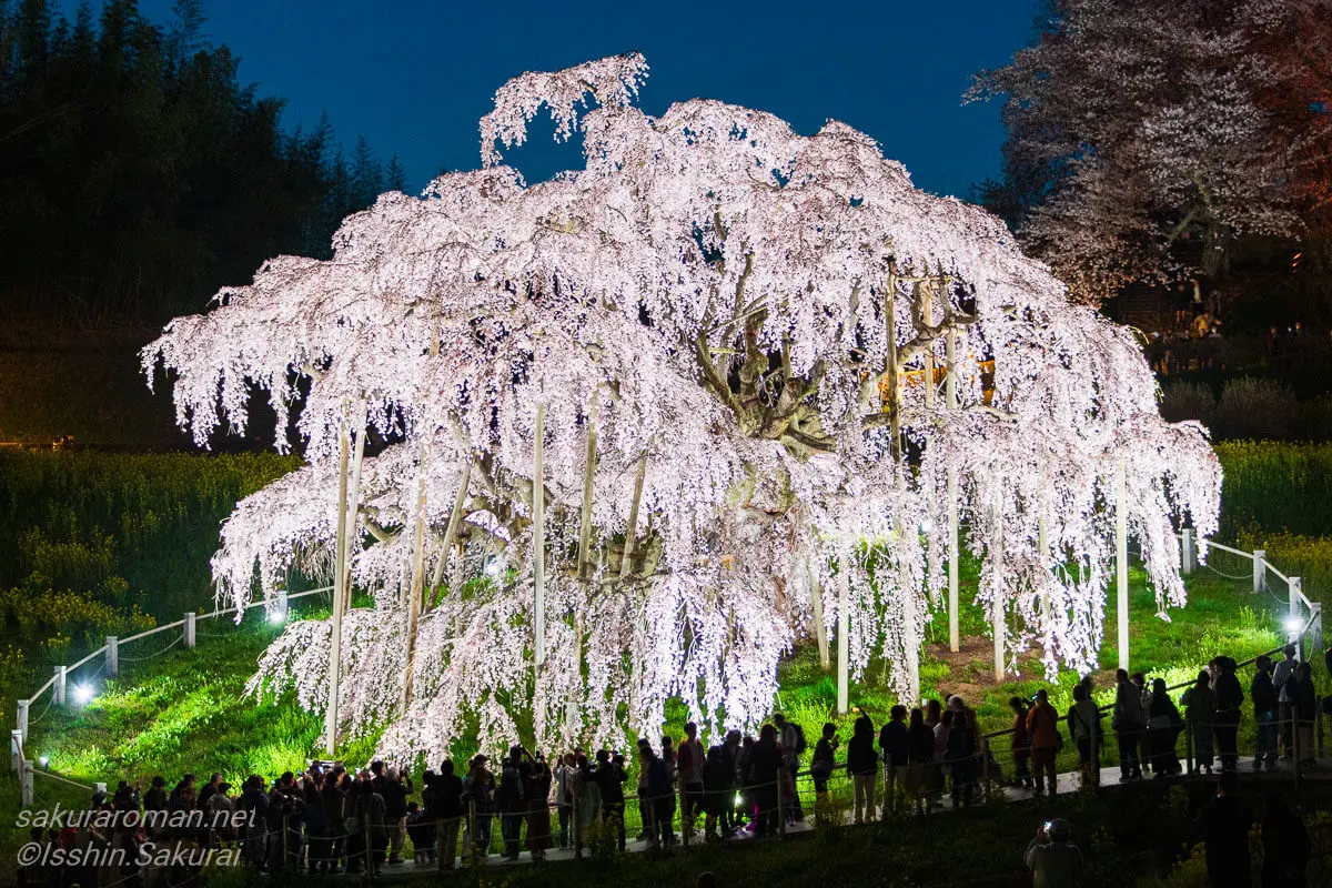 福島県三春町の滝桜。夜桜ライトアップに照らされ、観光客が見上げる姿から圧倒的な存在感を放つ日本三大桜。