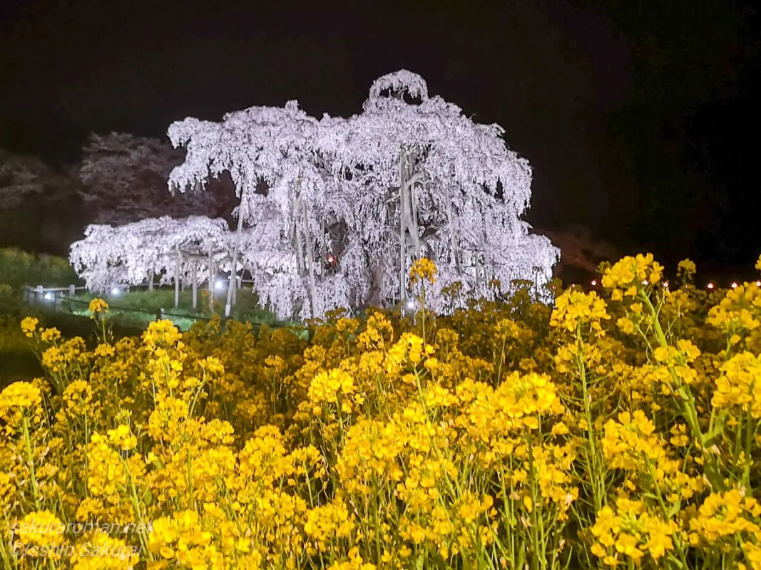 福島県三春町の滝桜。夜桜ライトアップに照らされ、手前に咲く菜の花と共に幻想的な美を見せる日本三大桜。