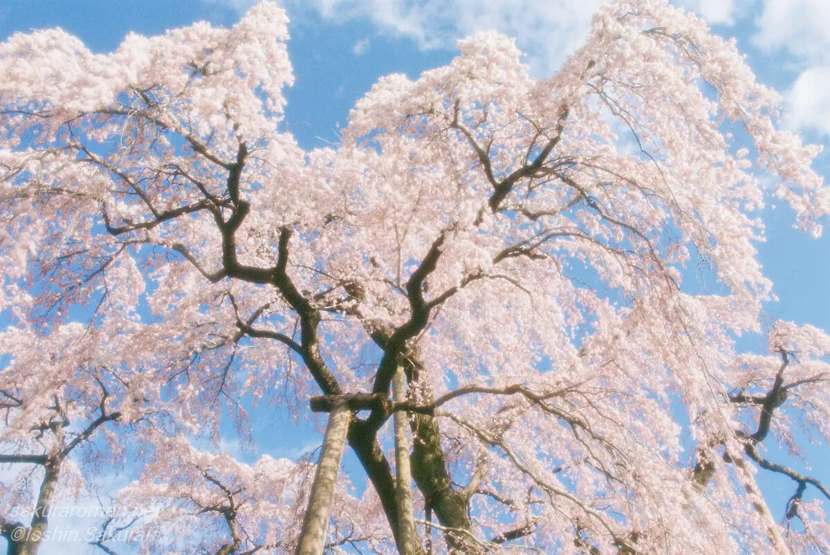 福島県三春町の滝桜。青空に広がる枝を下から見上げ、迫力ある姿を捉えた日本三大桜。
