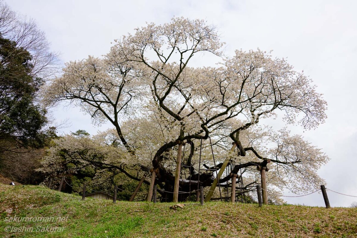 島根県浜田市三隅町の三隅大平桜。高台の下から見上げるように撮影した、枝を大きく広げる一本桜