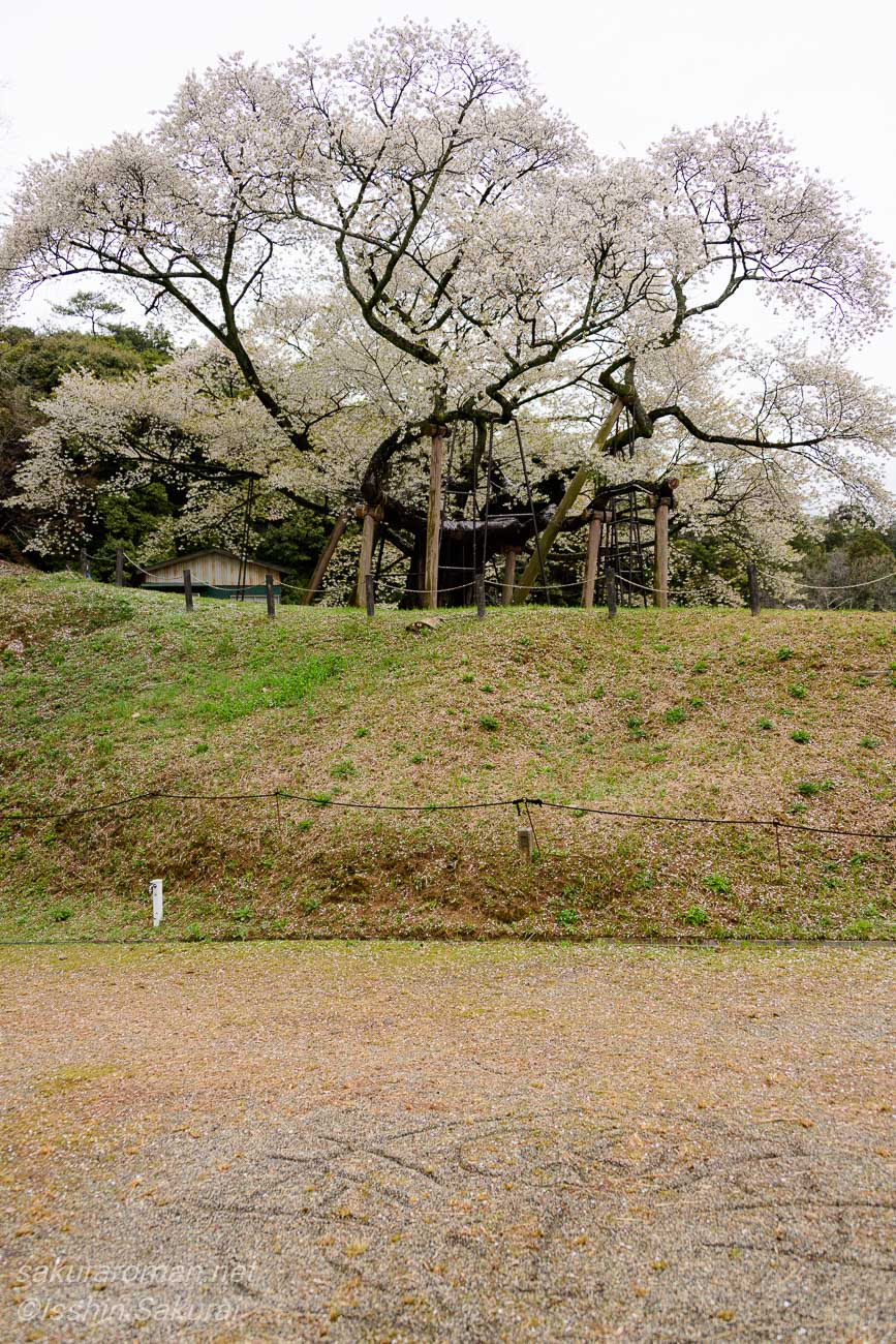 島根県浜田市三隅町の三隅大平桜。高台に立ち、大きく枝を広げる国指定天然記念物の一本桜