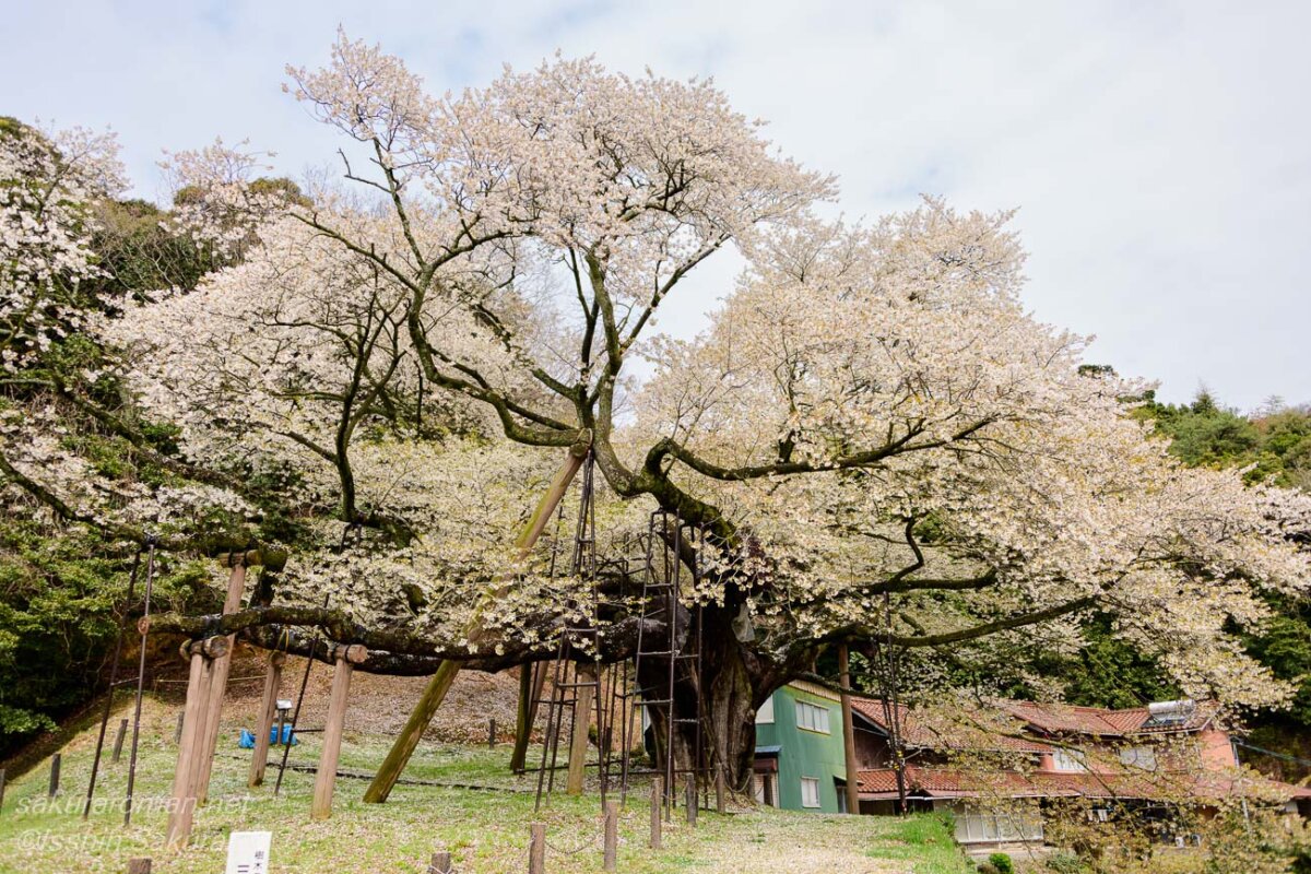 島根県浜田市三隅町に咲く三隅大平桜。支柱に支えられながら大きく枝を広げる国指定天然記念物の一本桜