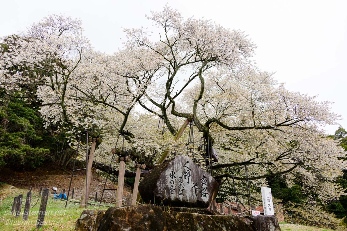 島根県浜田市三隅町の三隅大平桜。「夜桜や 人静まれば 水の音」と刻まれた石碑とともに見る国指定天然記念物の一本桜