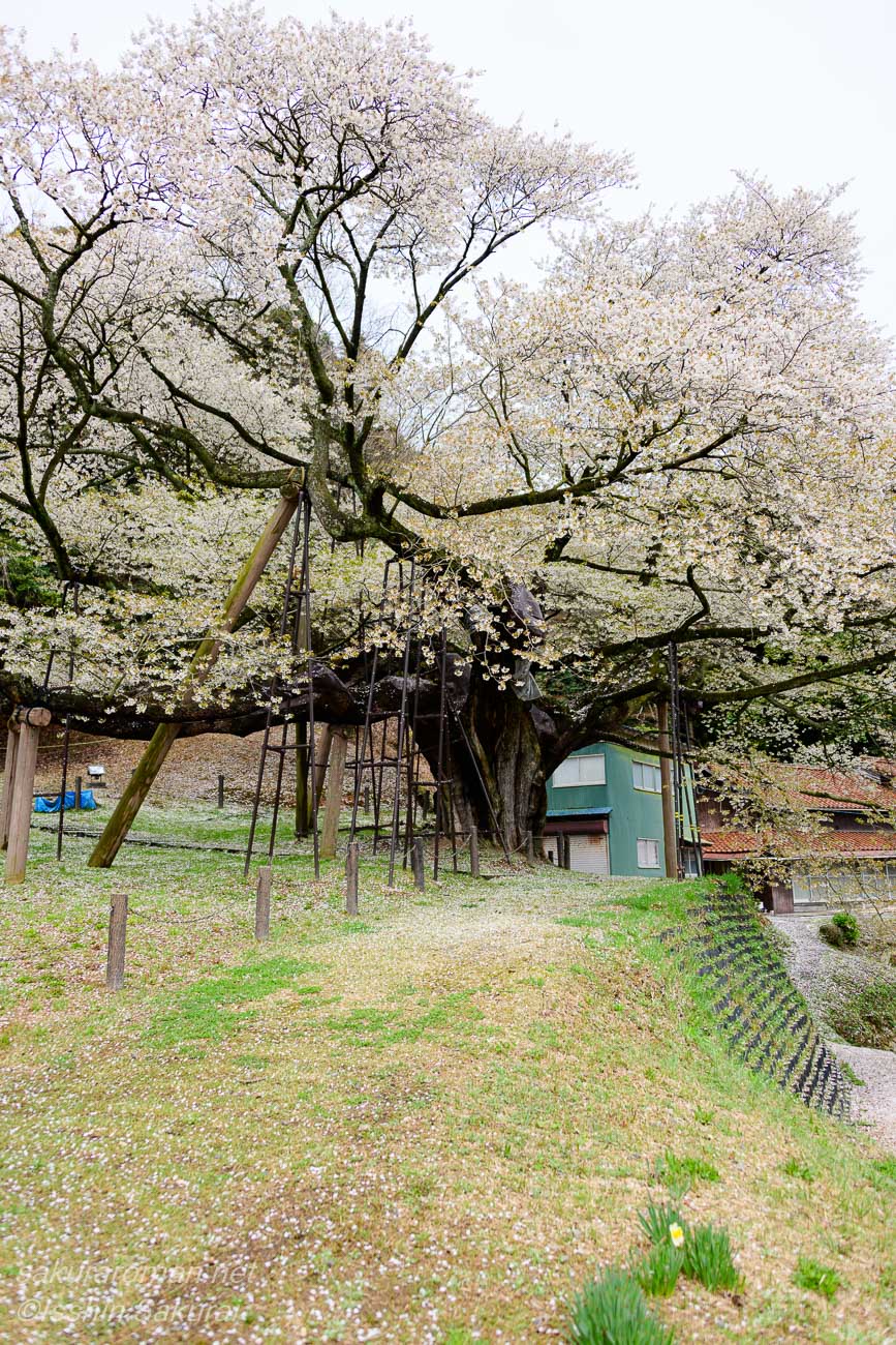島根県浜田市三隅町の三隅大平桜。太い幹と支柱、散り敷いた花びらが印象的な古木の一本桜