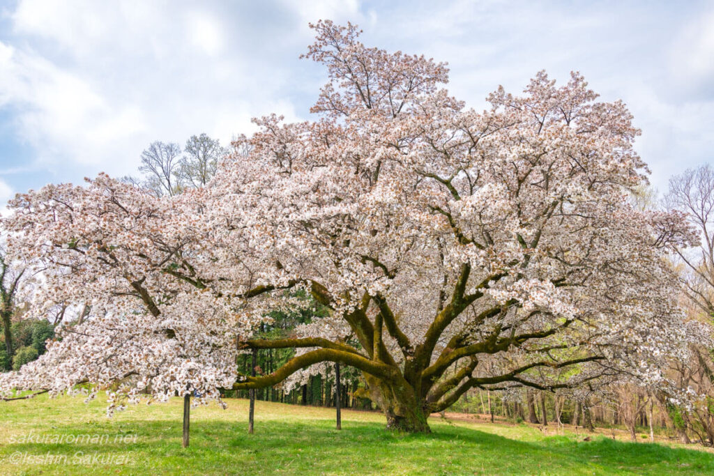満開の「みつこ桜（中峯一本桜）」が青空の下で大きく枝を広げる、埼玉県所沢の春の絶景。