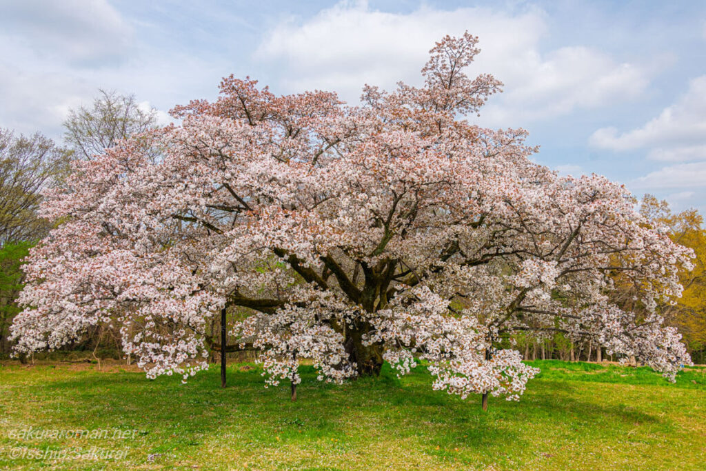 木の根元から見上げた「みつこ桜」の幹と枝。逆光に輝く花びらと苔むした力強い幹が印象的。