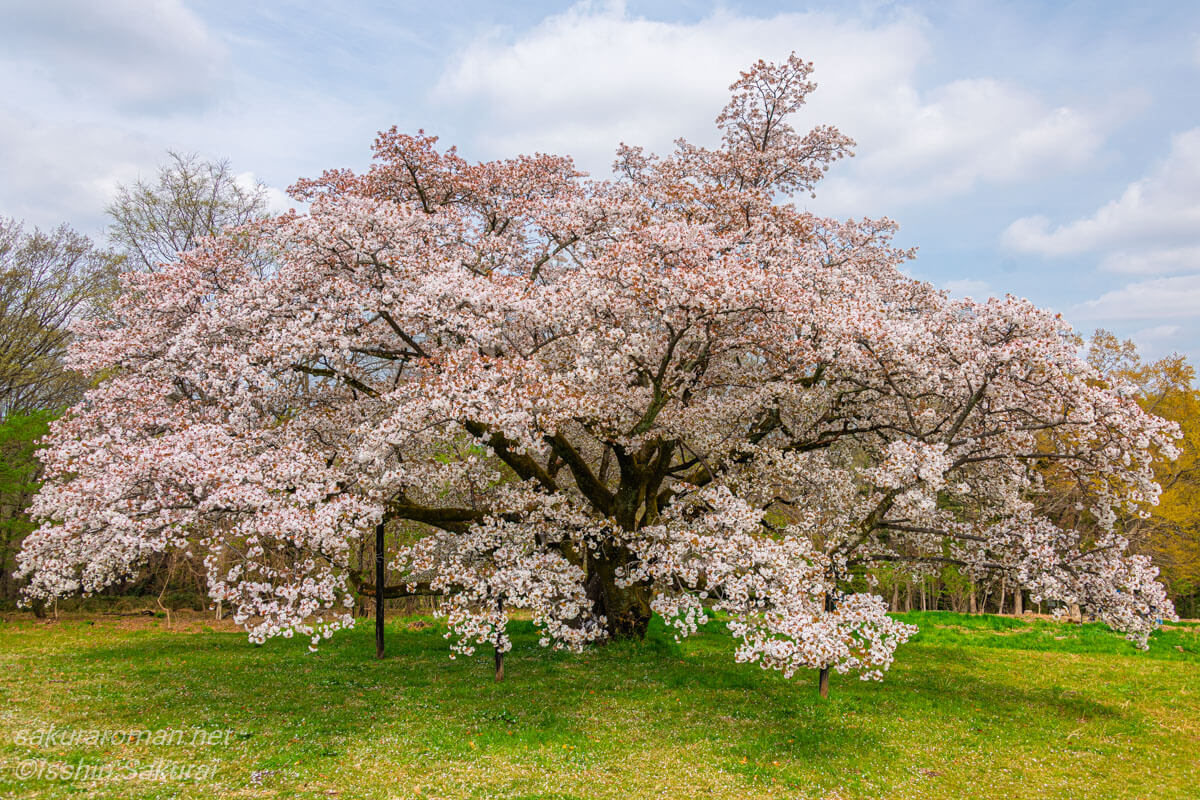 木の根元から見上げた「みつこ桜」の幹と枝。柔らかい光に輝く花びらと苔むした力強い幹が印象的。