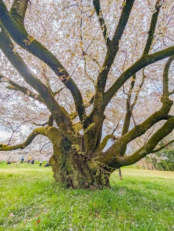 幹の太さが際立つ「みつこ桜」を間近から捉えた構図。苔むす幹と力強く伸びる枝が特徴的。
