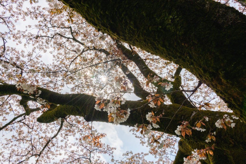 満開の「みつこ桜」の花房が枝一面に咲き誇る、逆光と春の生命力に満ちたクローズアップ。