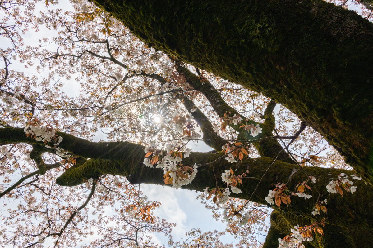 満開の「みつこ桜」の花房が枝一面に咲き誇る、逆光と春の生命力に満ちたクローズアップ。
