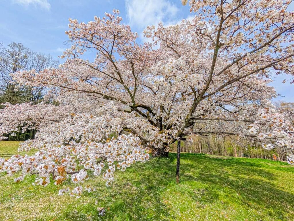 春空の下に咲く「みつこ桜」の枝先に無数の花が咲く広角構図。躍動感ある一枚。