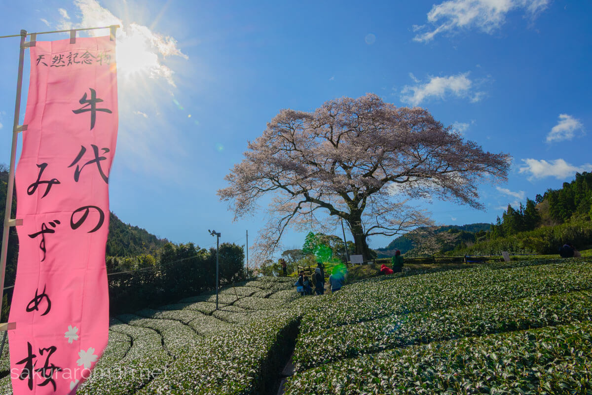 ピンク色ののぼり旗に「牛代のみずめ桜」と書かれ、満開の桜と茶畑に訪れた人々が春を楽しむ風景