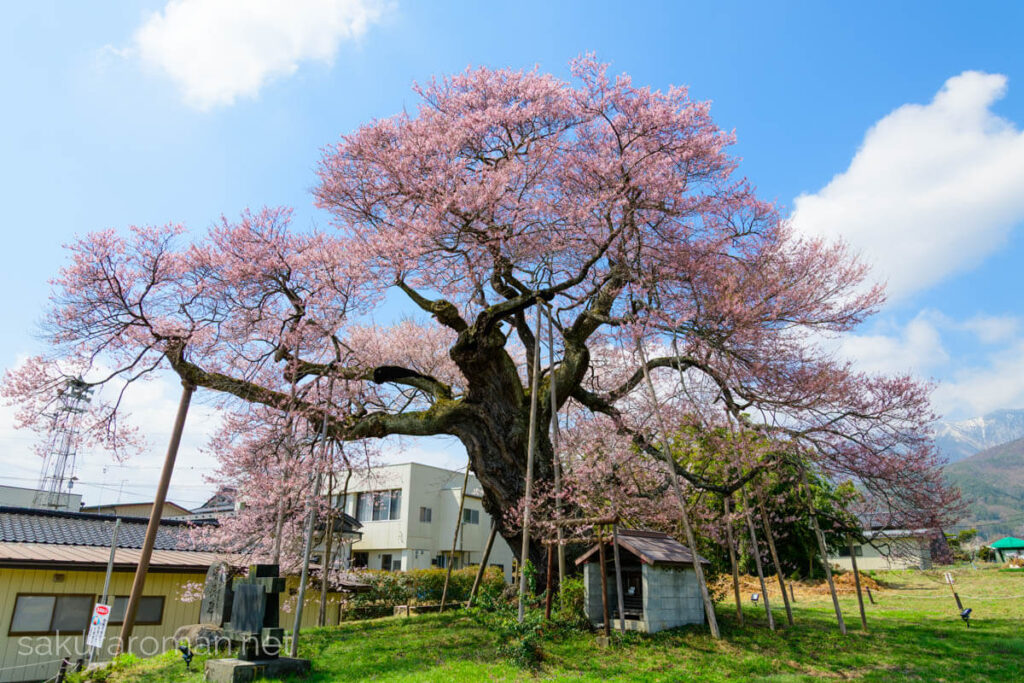 広い平野部に咲く中曽根のエドヒガン(権現桜)。苔むした太幹と複数の木製支柱、根元の小祠、淡紅の花を密に付けた枝が大きく広がり、遠景に山並みと青空
