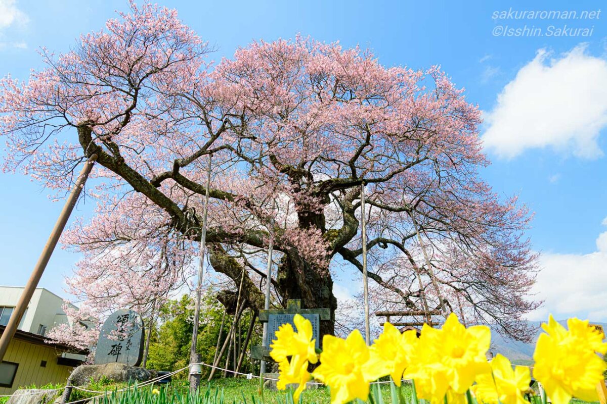 水仙の花越しに見る満開の中曽根のエドヒガン