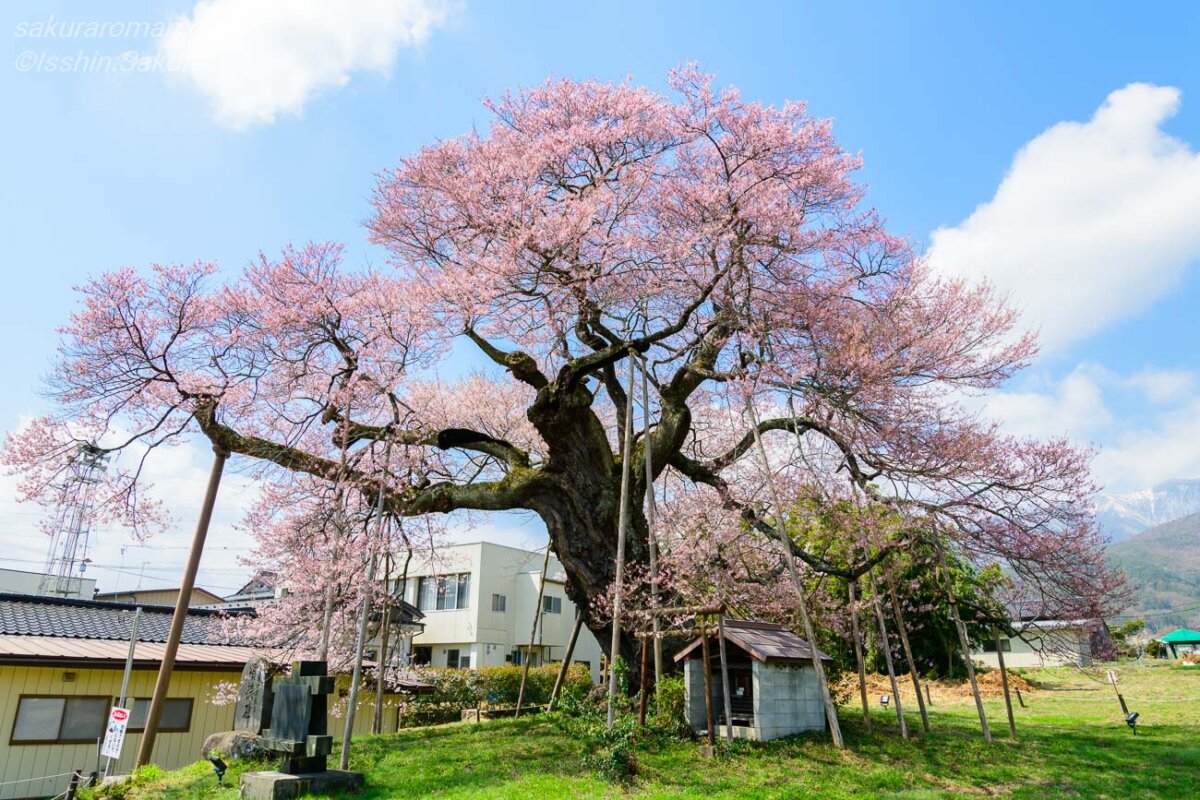 青空の下で大きく枝を広げる中曽根のエドヒガン・権現桜