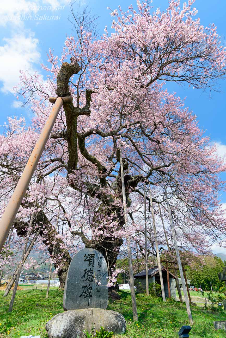 頌徳碑の背後に淡いピンクの花を咲かせる中曽根のエドヒガン