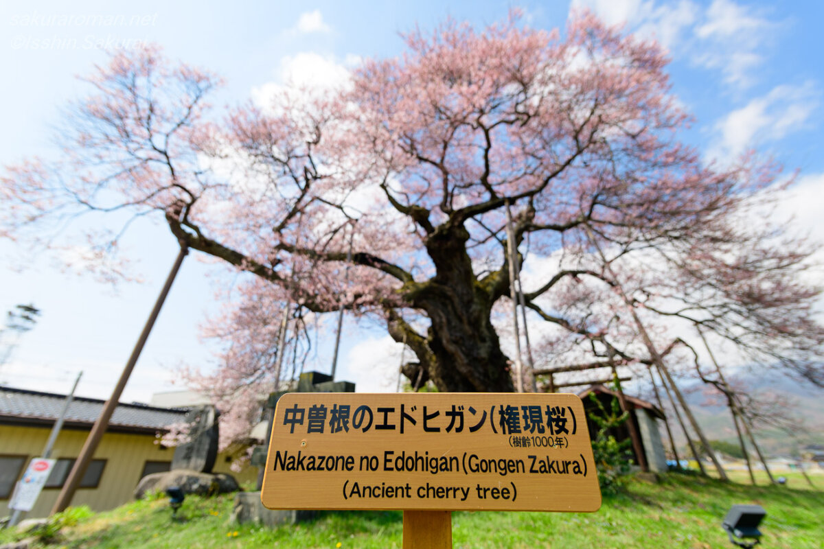 推定樹齢1000年と記された中曽根のエドヒガンの案内板