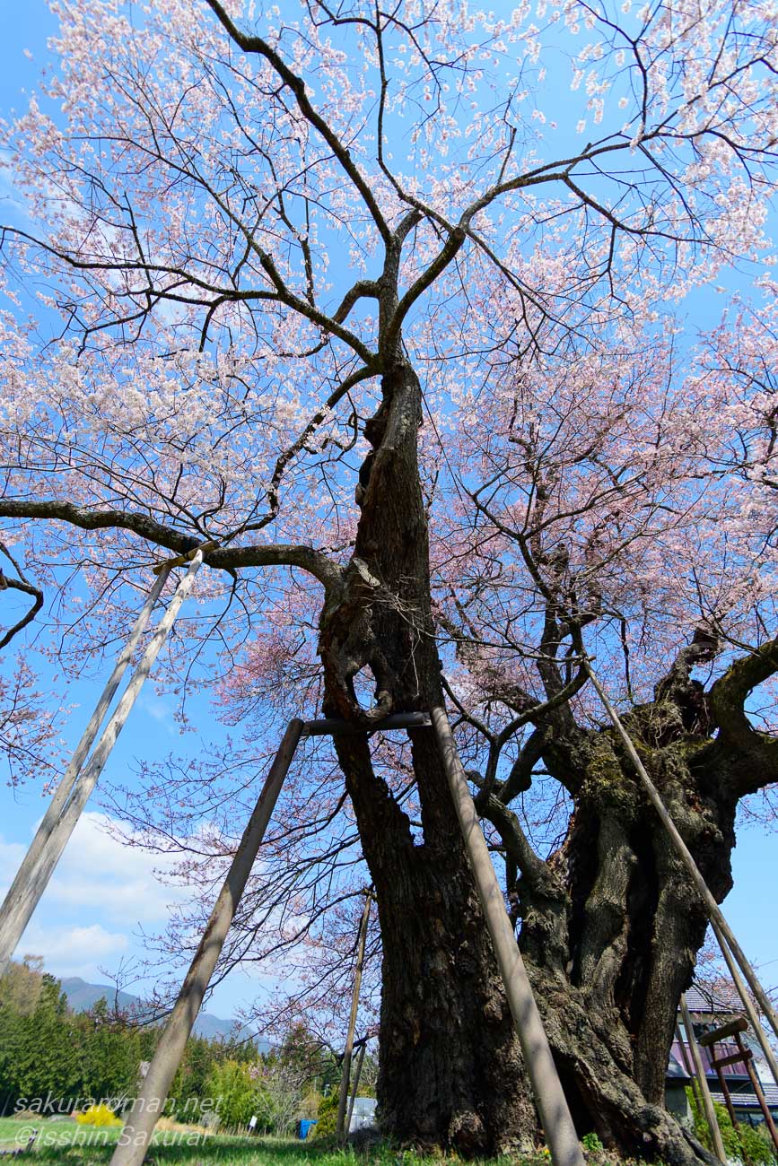 支柱に支えられながら花を咲かせる中曽根のエドヒガンの太い幹