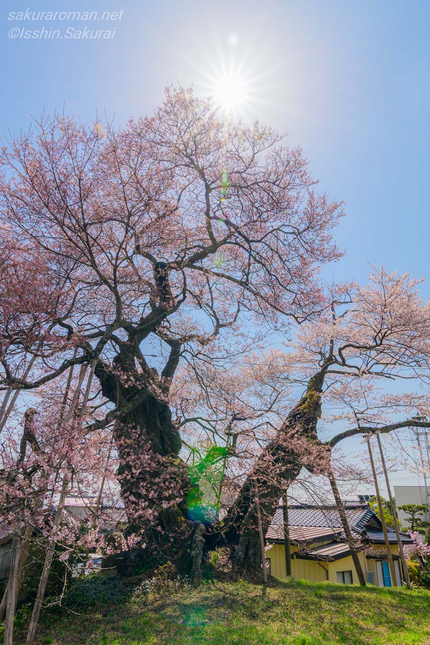 二つに分かれた太い幹と空へ伸びる中曽根のエドヒガン