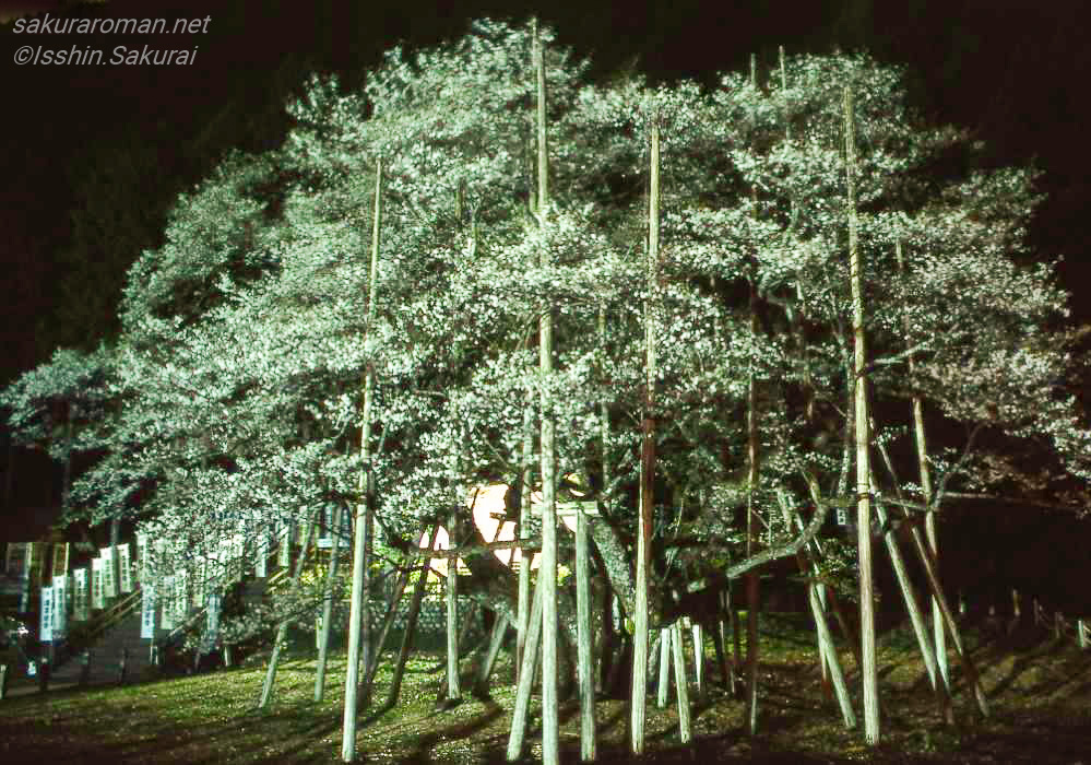 暗闇の中でライトアップされ、白い花と支柱が浮かび上がる根尾谷淡墨桜の夜桜風景。フィルム写真ならではの質感が残る一枚。