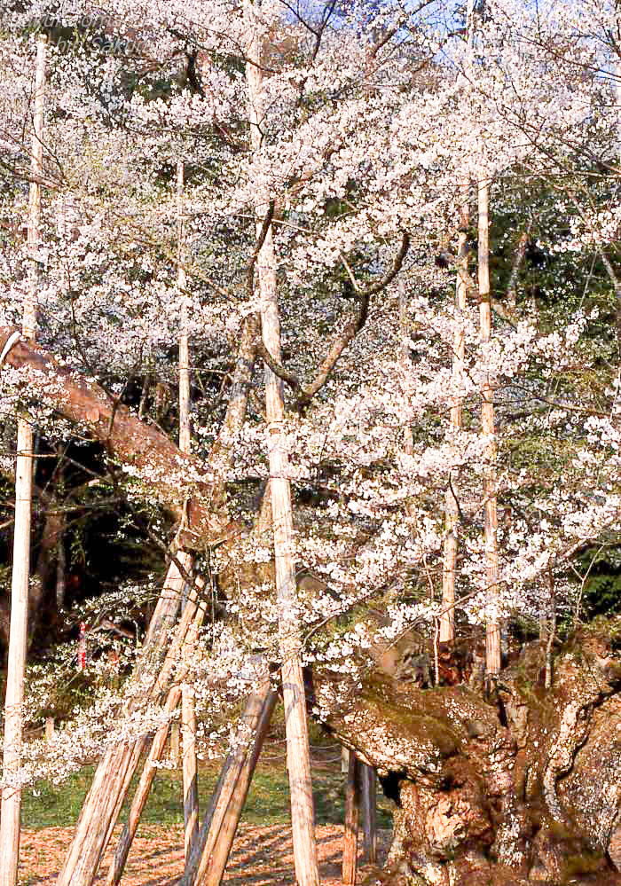 岐阜県本巣市の名桜・根尾谷淡墨桜。満開の花と支柱に守られた古木の幹を写したフィルム写真。