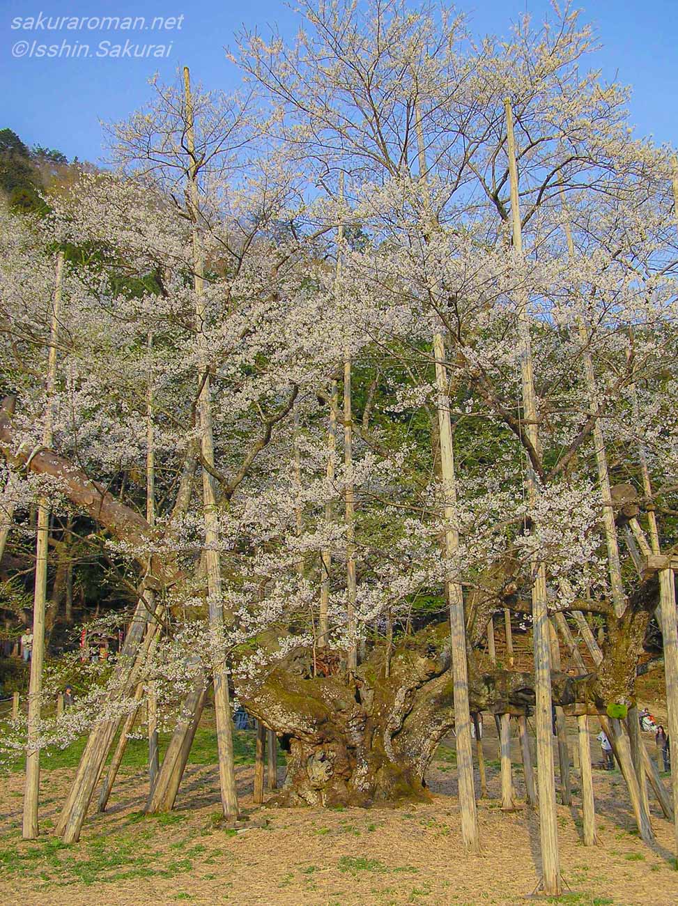 岐阜県本巣市の根尾谷淡墨桜。支柱に支えられながら淡い白色の花を広げる古木の正面風景。
