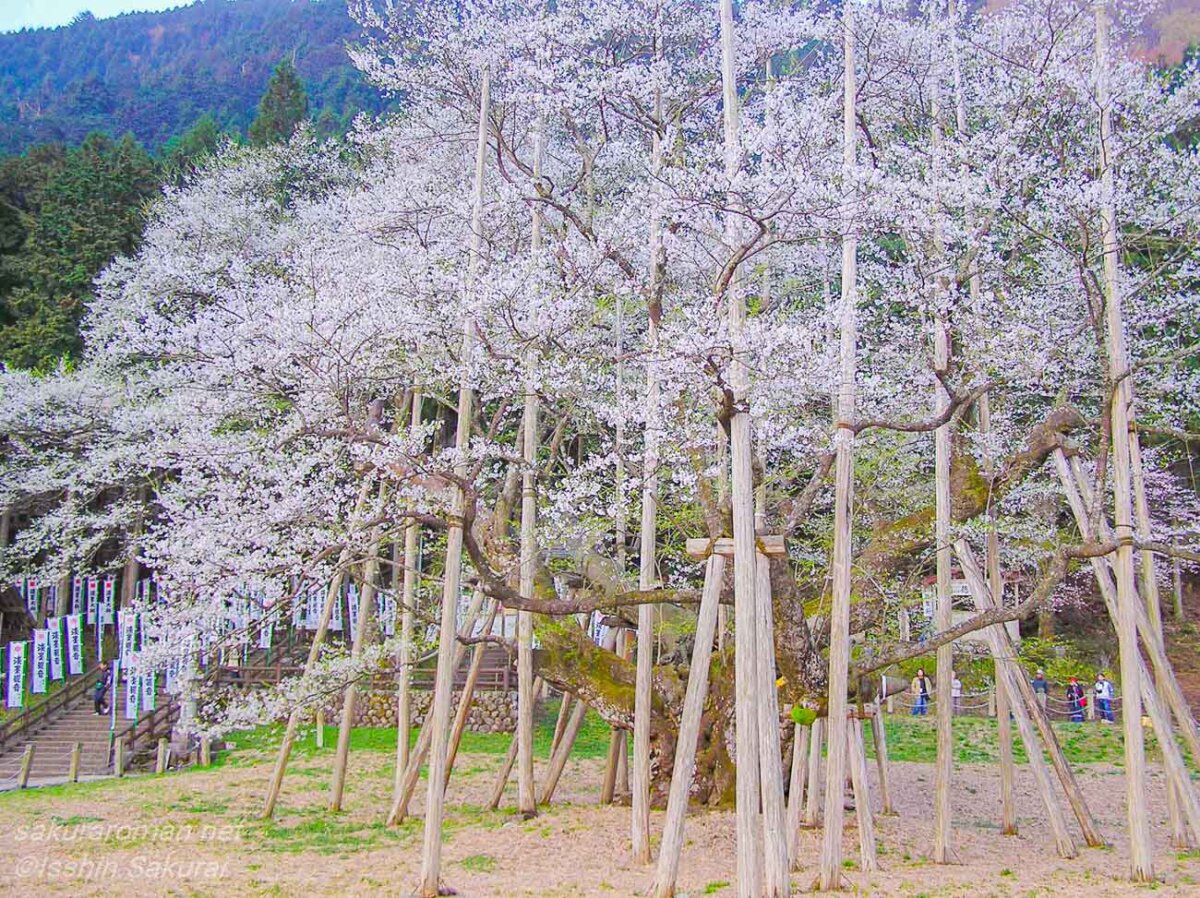 岐阜県本巣市に咲く根尾谷淡墨桜。多くの支柱に守られながら満開を迎えた樹齢千年以上と伝わる名桜。