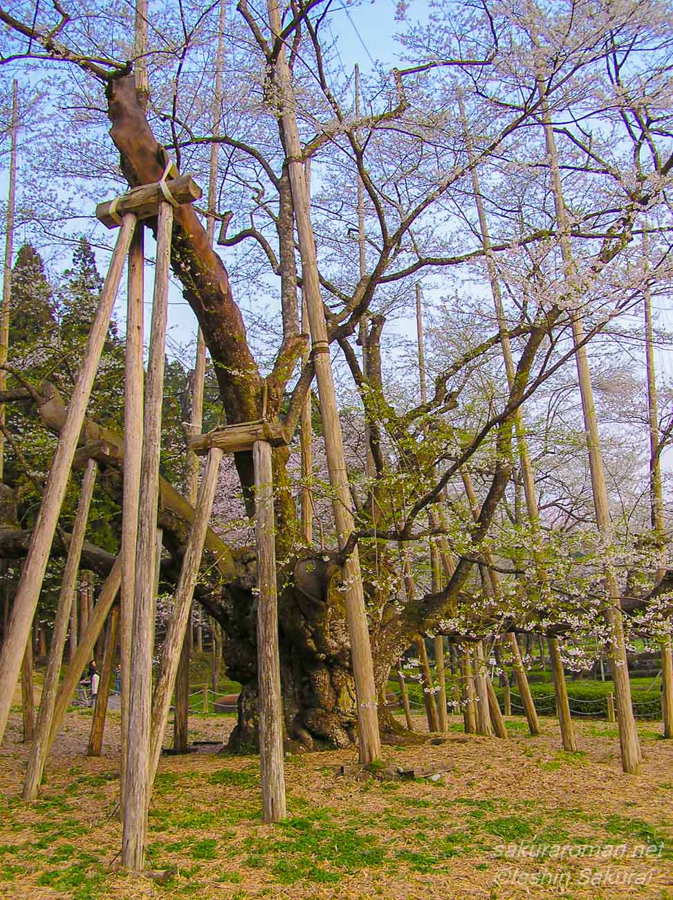 根尾谷淡墨桜の太い幹と大きく広がる枝。多くの支柱に守られながら淡い花を咲かせる古木の近景。