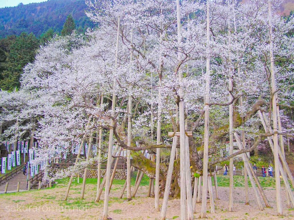 奥に山をいただく根尾谷淡墨桜。幹と長い枝を支える木製支柱が林立し、満開の白花が樹冠いっぱいに広がる。左手に石段と幟、奥に遊歩道を行き交う人影