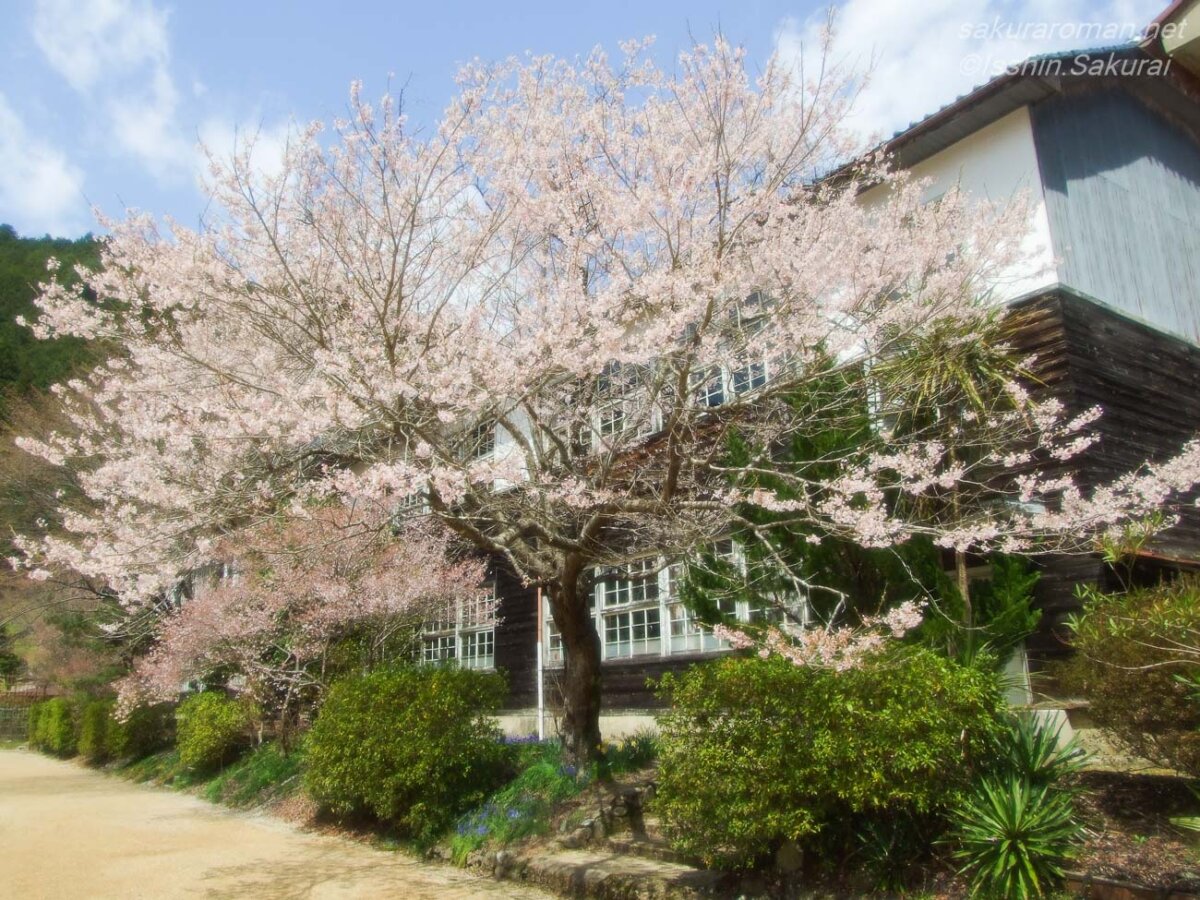 旧丹生小学校の木造校舎脇に咲く満開の桜