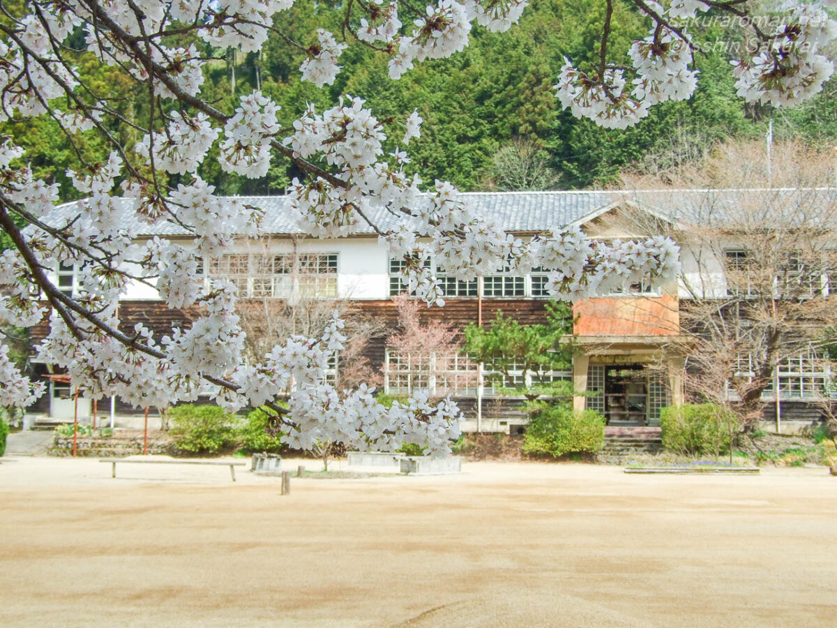 旧丹生小学校の木造校舎を前景の桜越しに望む春の風景