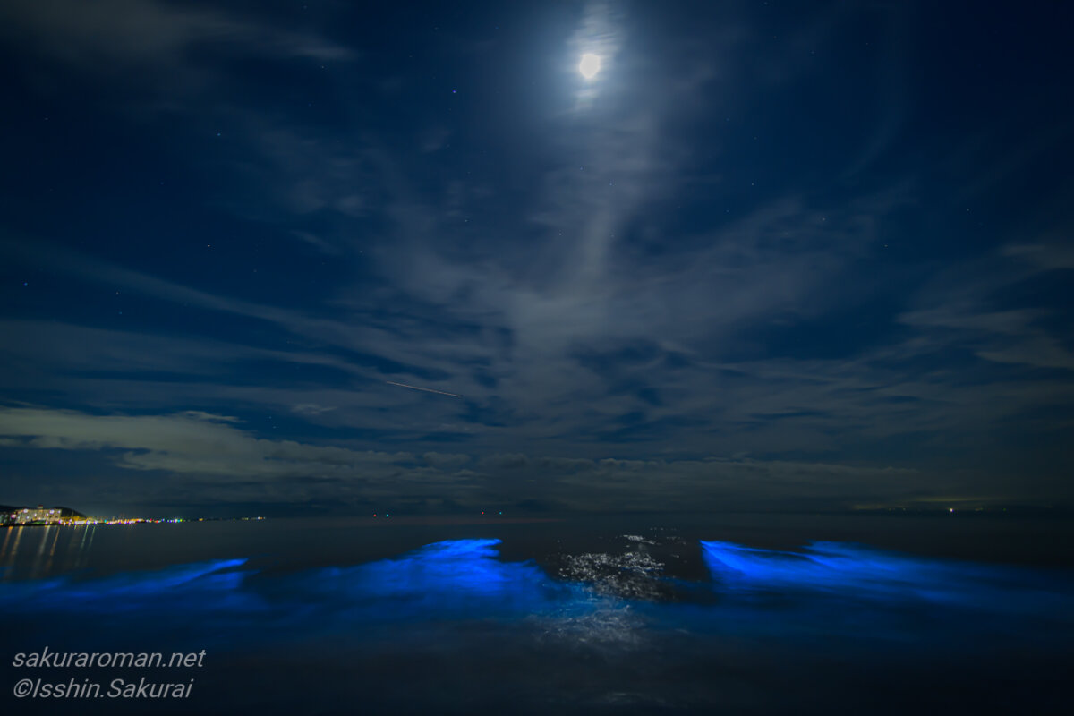 月明かりの下、鎌倉・由比ヶ浜の波打ち際に青く光る夜光虫