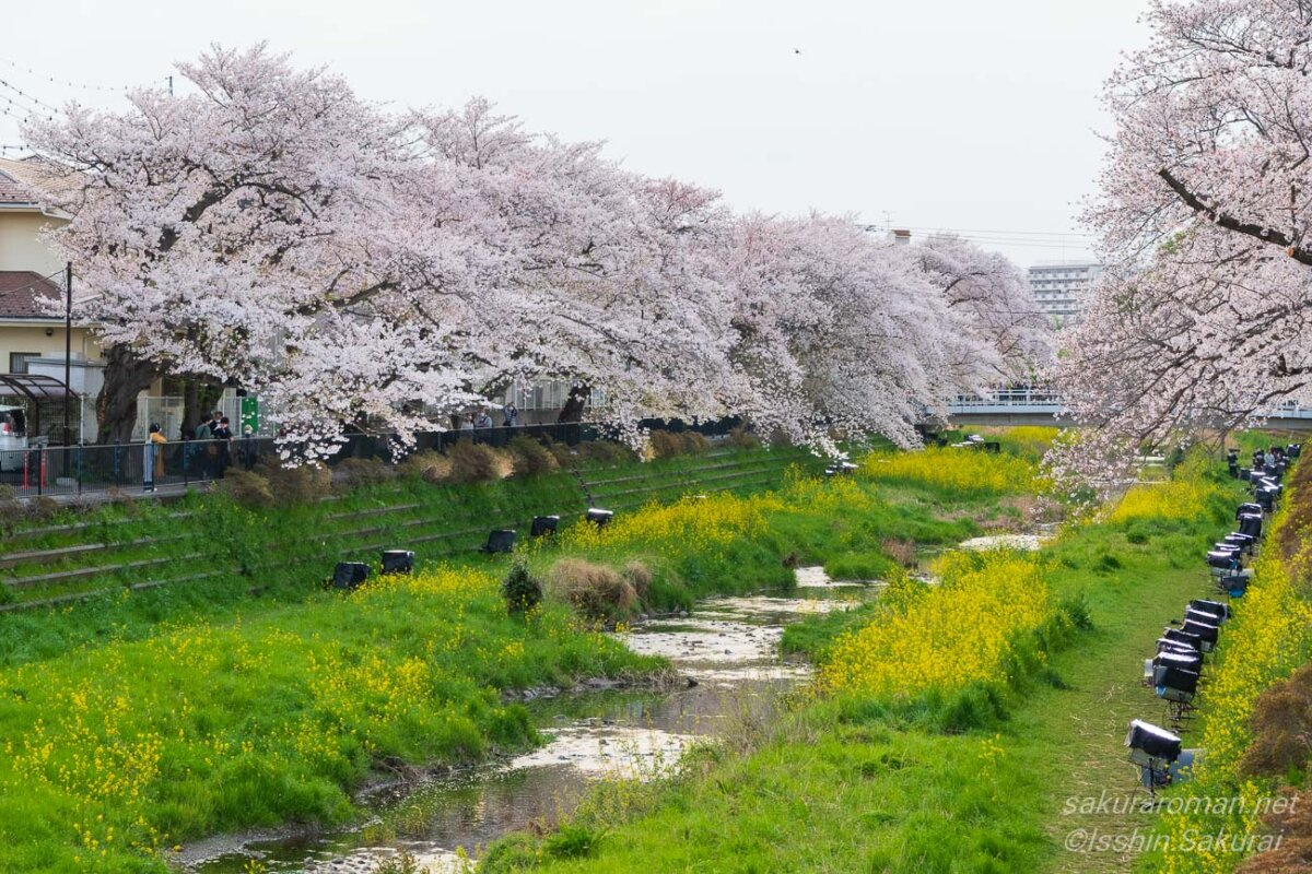 東京都調布市・野川の桜ライトアップ前の昼の風景。満開の桜と菜の花が咲く川沿いに、夜のライトアップ用の照明機材が並んでいる。