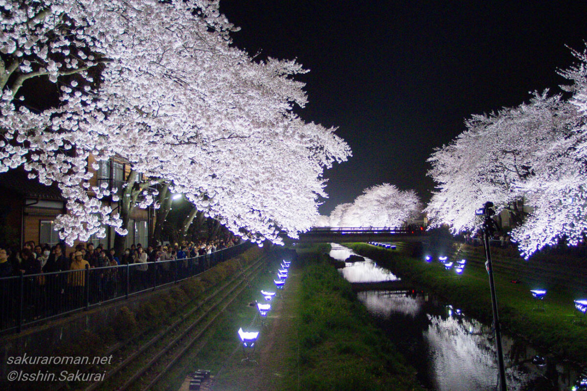 東京都調布市・野川の桜ライトアップ。川沿いに並ぶ照明が満開の桜並木を照らし、夜空に白い桜が浮かび上がっている。
