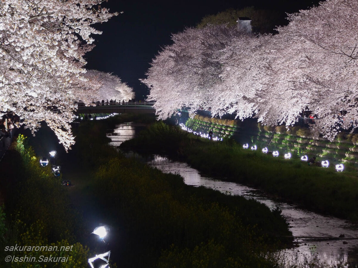 東京都調布市の野川沿いで開催された桜ライトアップ。川の両岸に咲く満開の桜が照明に照らされ、夜桜が白く浮かび上がっている。