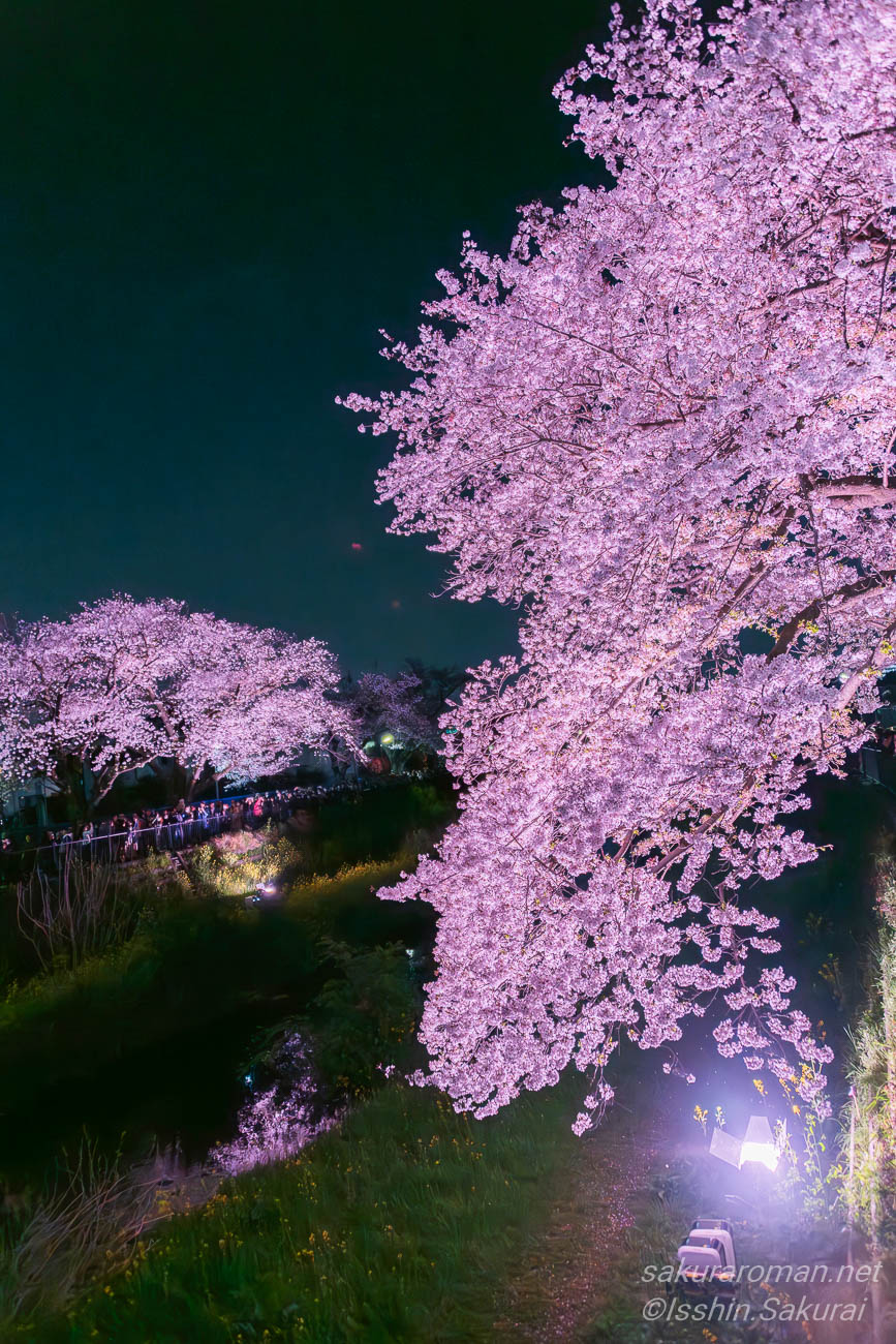 東京都調布市・野川の桜ライトアップ。色付きの照明に照らされた満開の桜が、夜空を背景に淡いピンク色に浮かび上がっている。
