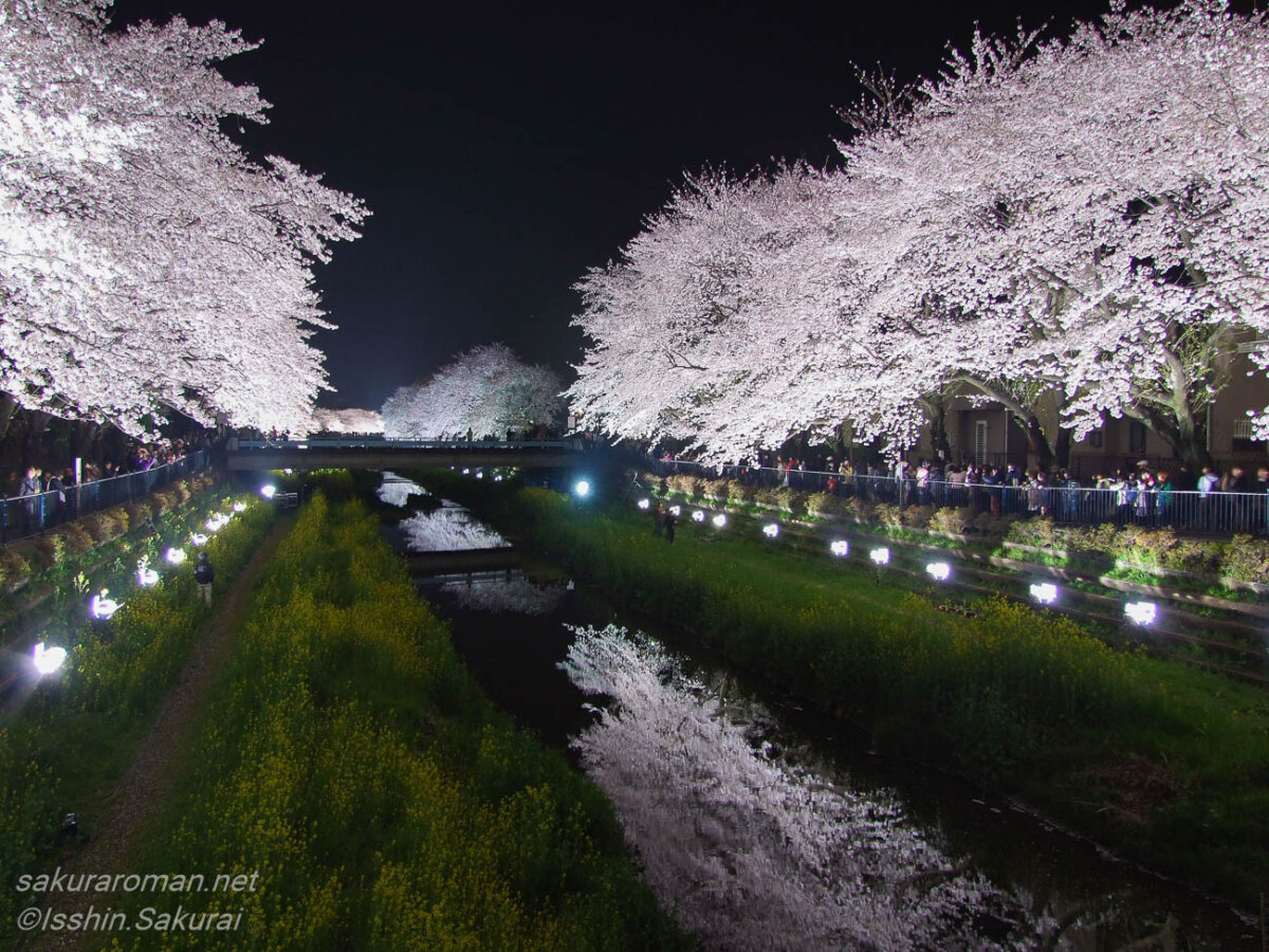 東京都調布市・野川の桜ライトアップ。川の両岸に咲く満開の桜が照明に照らされ、水面にも白い夜桜が映り込んでいる。