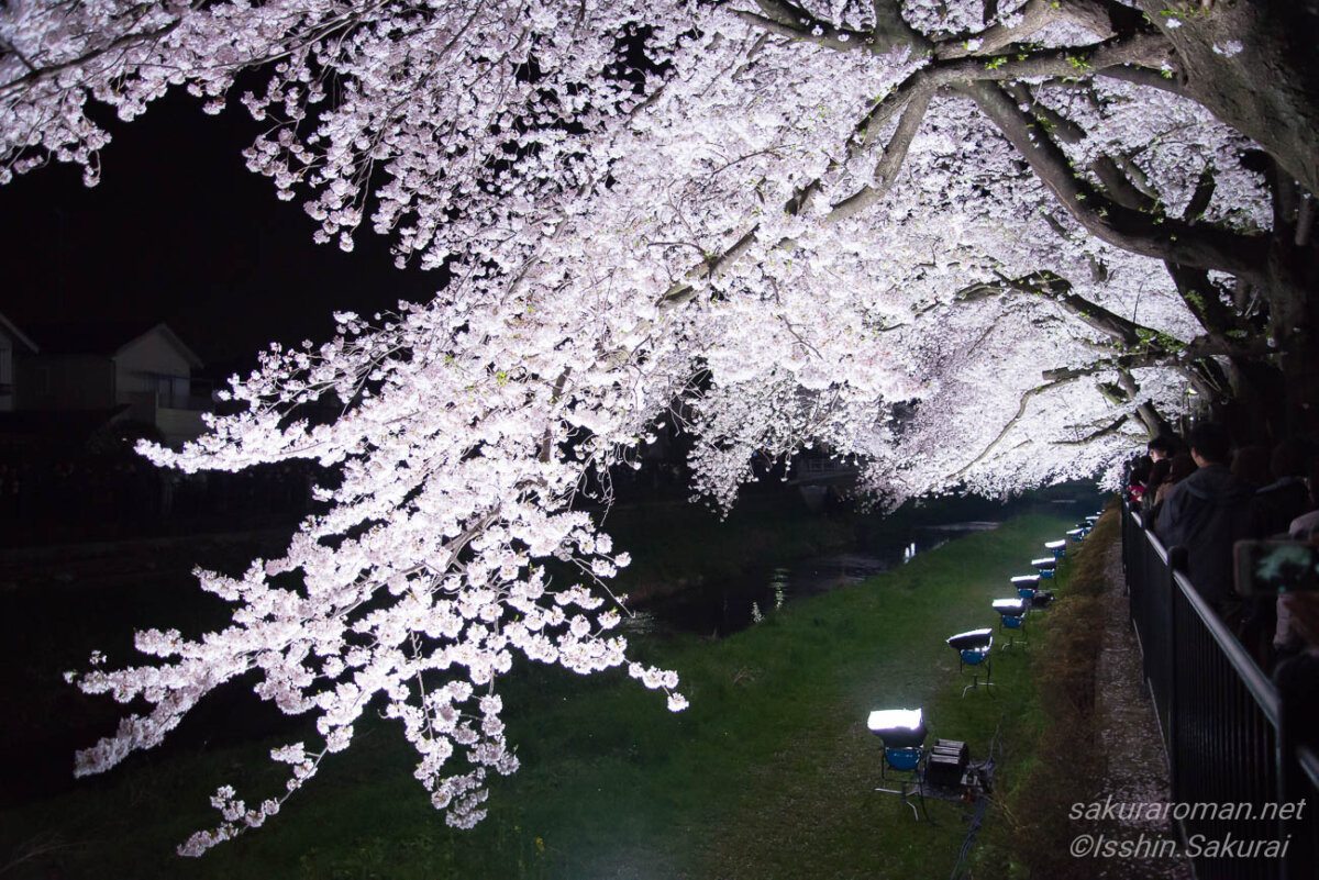東京都調布市・野川の桜ライトアップ。頭上を覆う満開の桜の枝が照明に照らされ、白く輝く夜桜のトンネルのように広がっている。