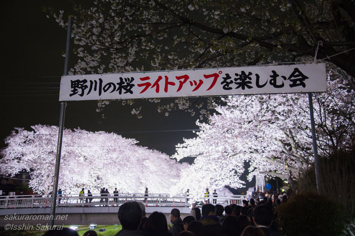 東京都調布市で開催された「野川の桜ライトアップを楽しむ会」の看板と、照明に照らされた満開の夜桜。