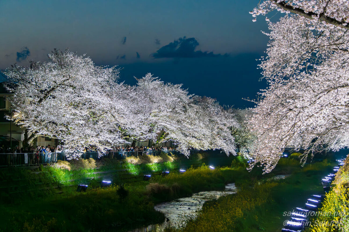 東京都調布市・野川の桜ライトアップ。青みの残る夕暮れの空の下、満開の桜並木が照明に照らされ、川沿いに白く浮かび上がっている。