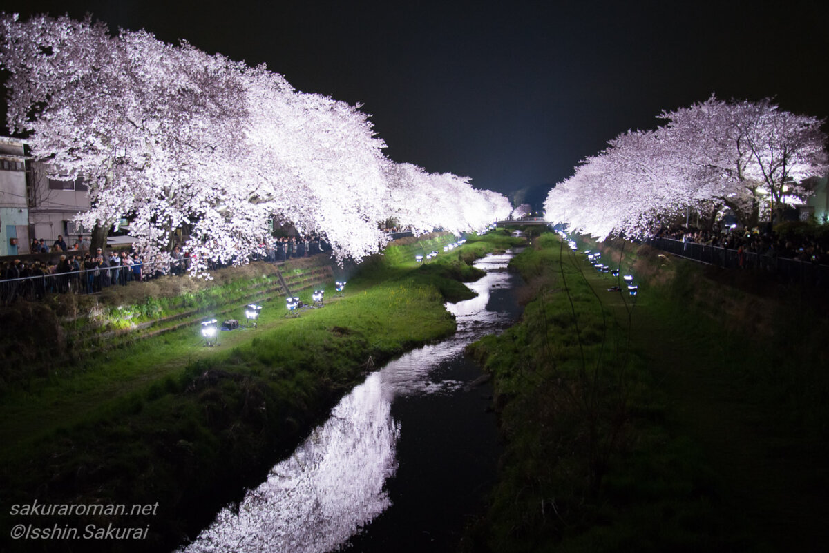 東京都調布市・野川の桜ライトアップ。川の両岸に続く満開の桜並木が照明に照らされ、夜の野川に白く浮かび上がっている。