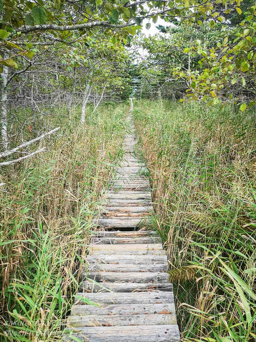 落石岬へ向かう木道、茂った林の中を進む小径