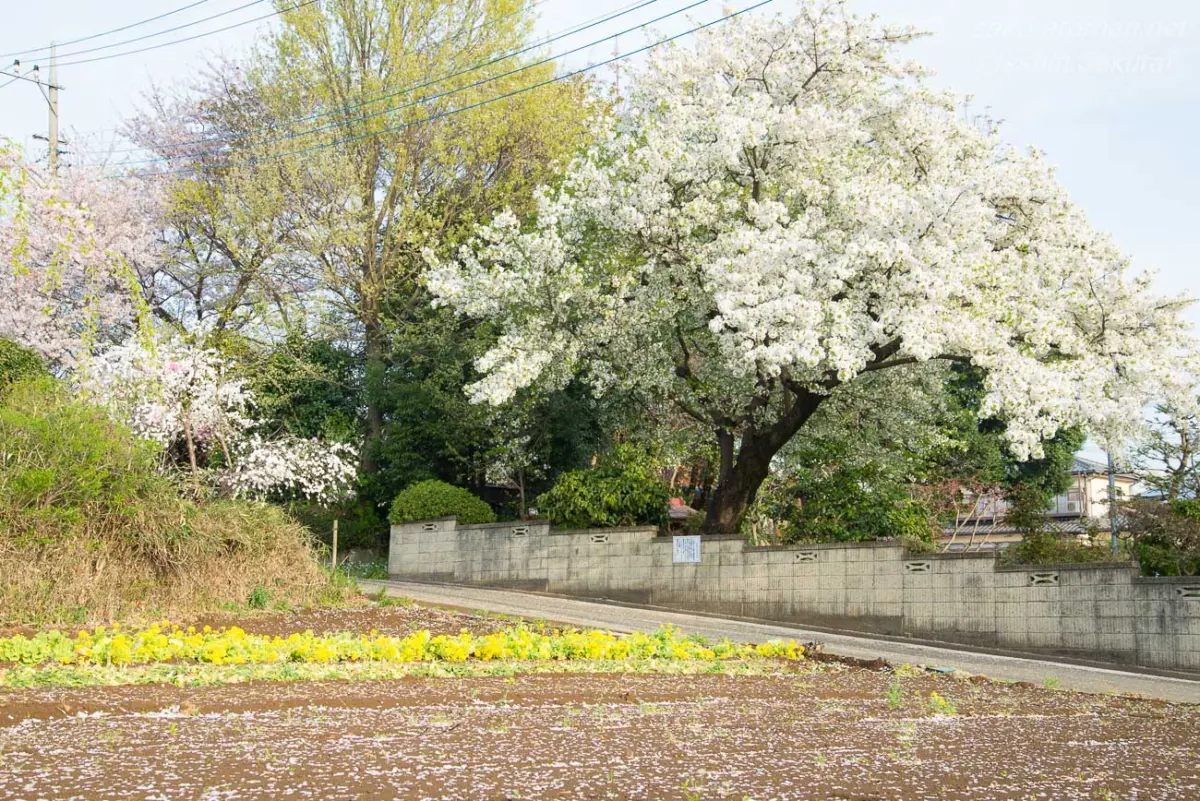 石戸蒲桜近くの畑沿いに咲くオオシマザクラ