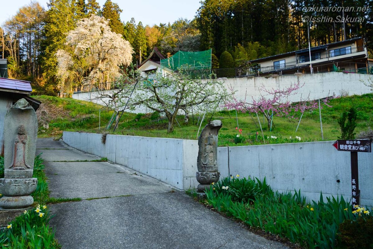 旧山千寺の入口から観音堂方面を見上げる春の風景