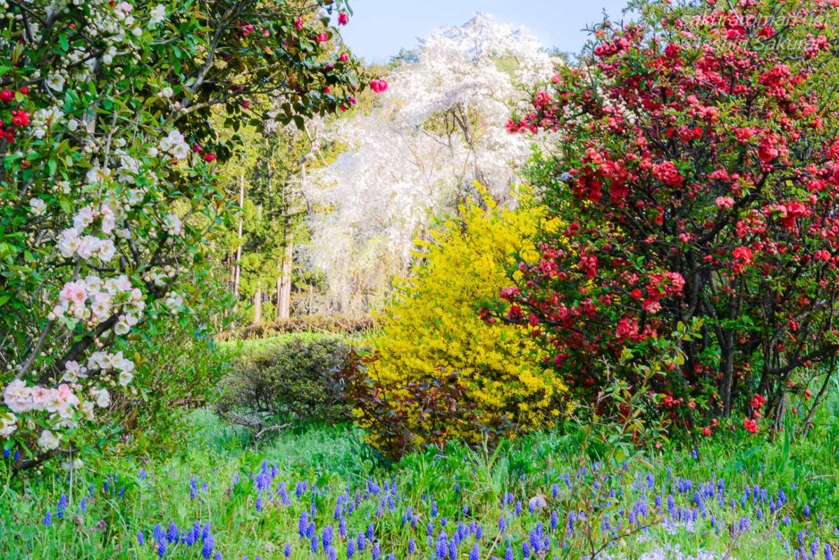 旧山千寺の境内を外から望む花々と奥に見える桜