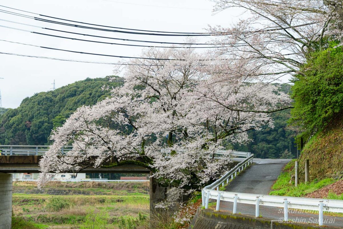 橋と道路が交わる場所に咲く島根県浜田市の佐々木桜